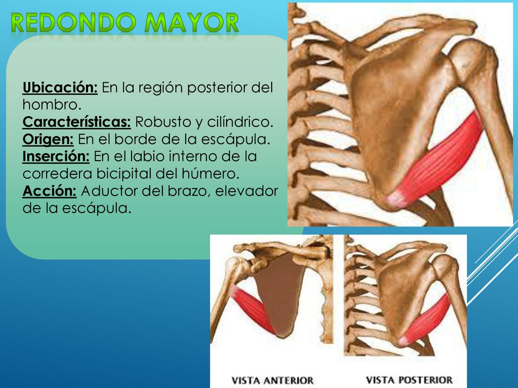 Redondo mayor Ubicación: En la región posterior del hombro.
