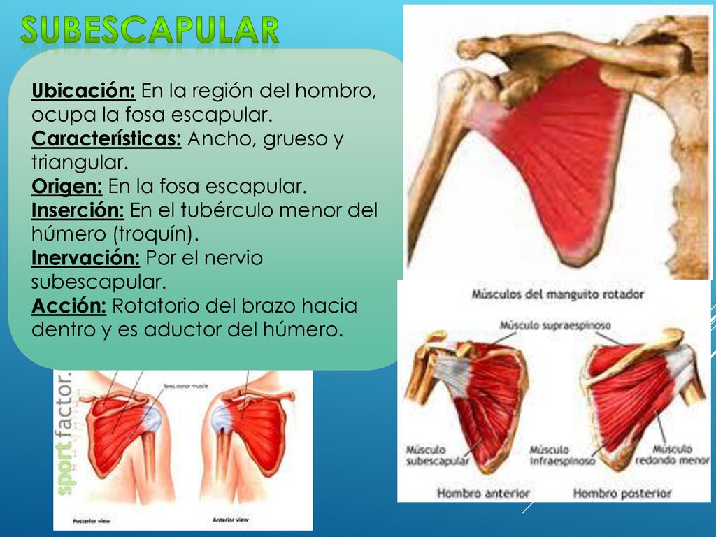 subescapular Ubicación: En la región del hombro, ocupa la fosa escapular. Características: Ancho, grueso y triangular.