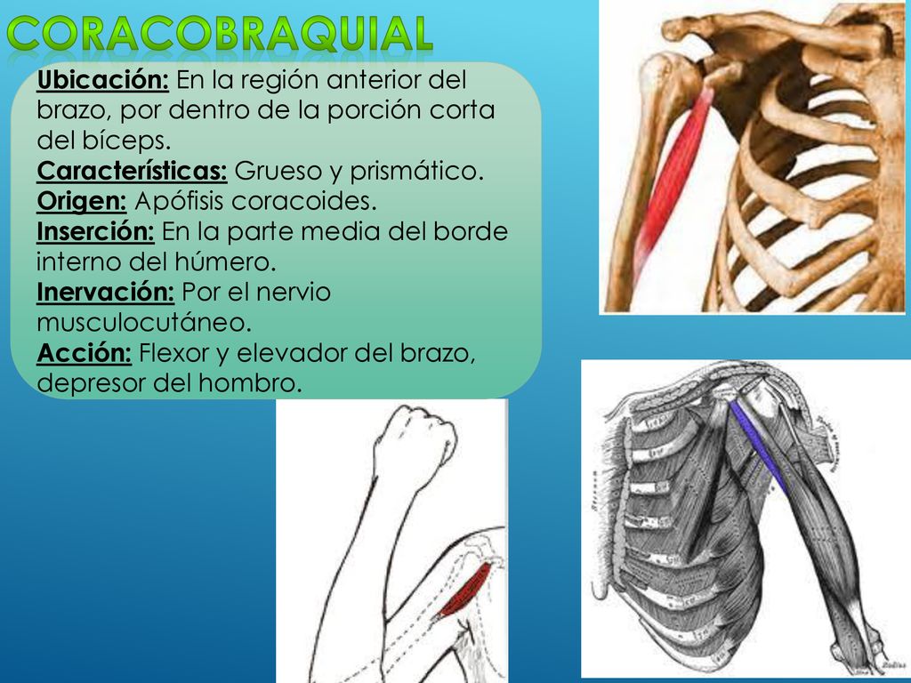 Coracobraquial Ubicación: En la región anterior del brazo, por dentro de la porción corta del bíceps.