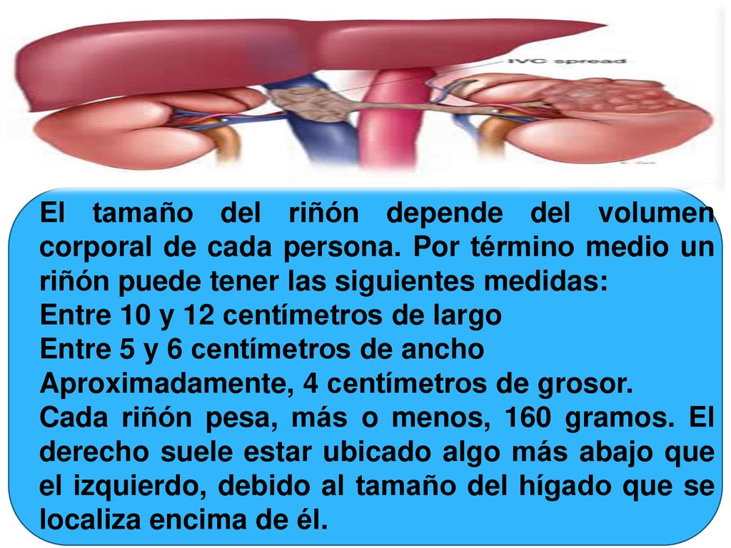 El tamaño del riñón depende del volumen corporal de cada persona