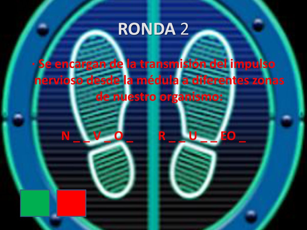RONDA 2 · Se encargan de la transmisión del impulso nervioso desde la médula a diferentes zonas de nuestro organismo: N _ _ V _ O _ R _ _ U _ _ EO _