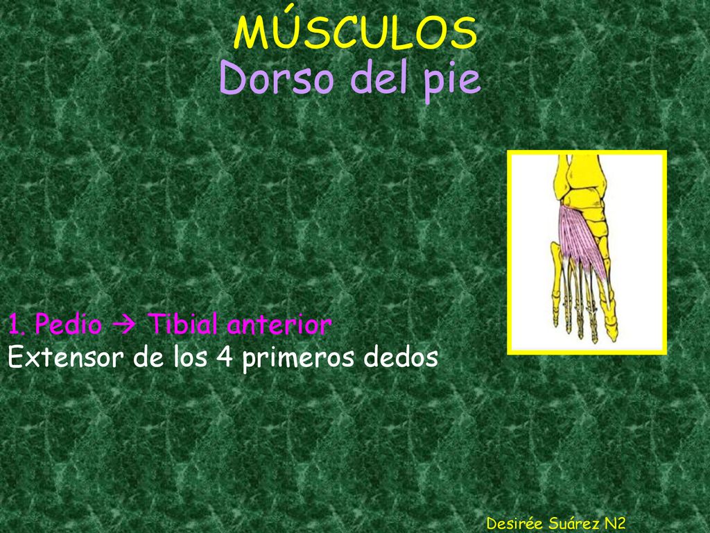 MÚSCULOS Dorso del pie. 1. Pedio  Tibial anterior Extensor de los 4 primeros dedos.