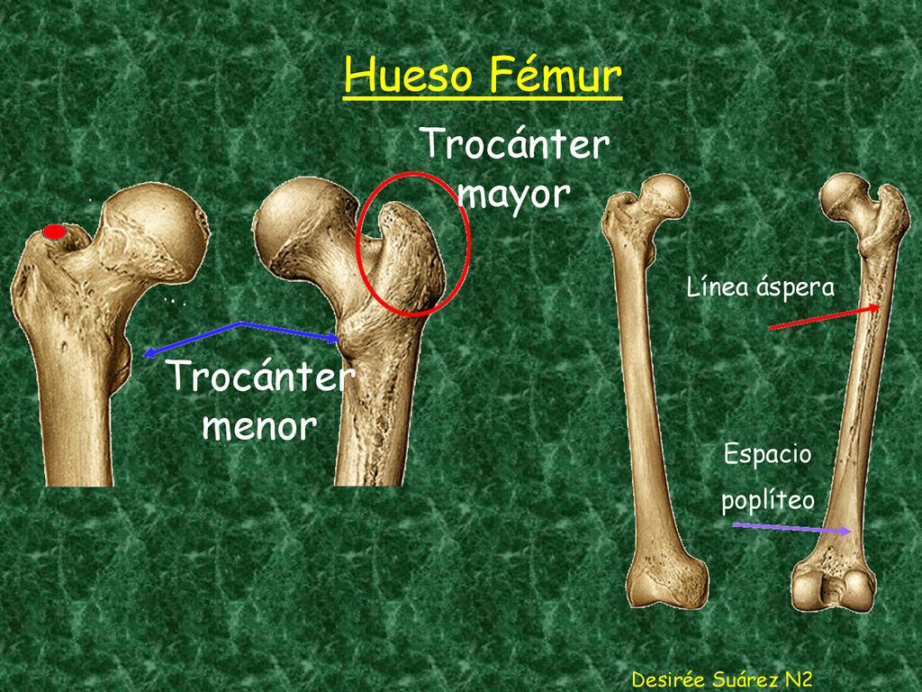Hueso Fémur Trocánter mayor Trocánter menor Línea áspera Espacio