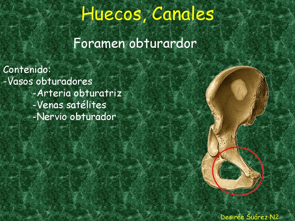 Huecos, Canales Foramen obturardor Contenido: -Vasos obturadores