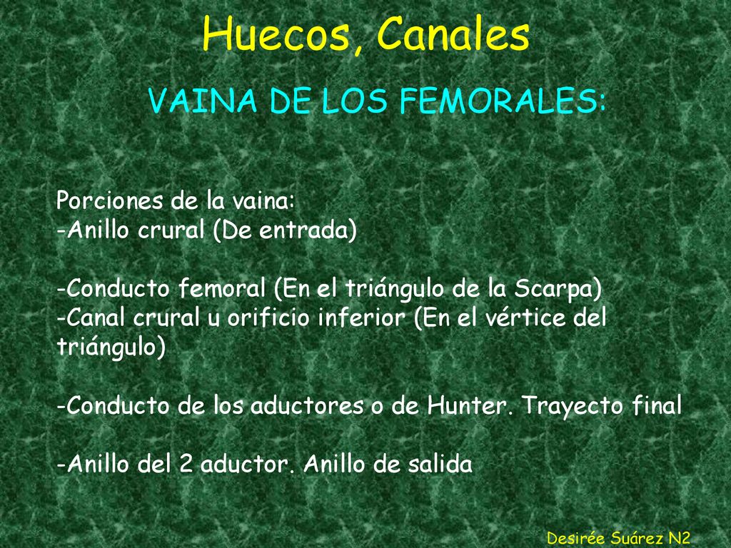 Huecos, Canales VAINA DE LOS FEMORALES: Porciones de la vaina: