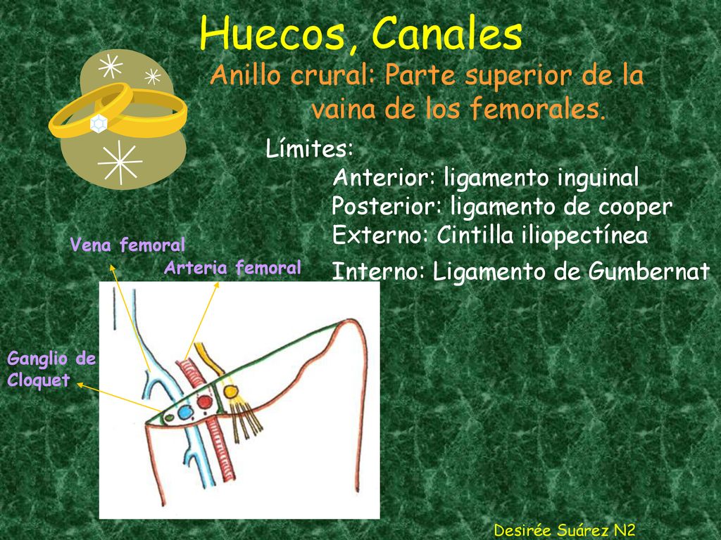 Anillo crural: Parte superior de la vaina de los femorales.