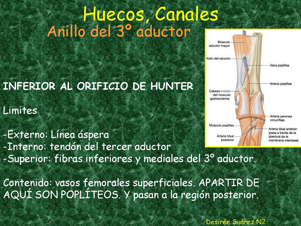 Huecos, Canales Anillo del 3º aductor INFERIOR AL ORIFICIO DE HUNTER