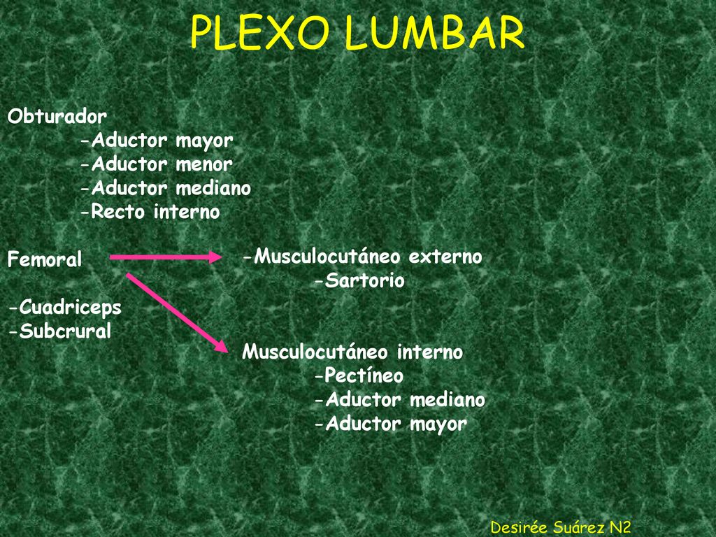 PLEXO LUMBAR Obturador -Aductor mayor -Aductor menor -Aductor mediano