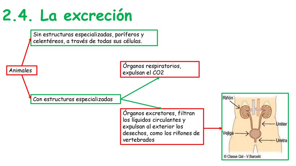 2.4. La excreción Sin estructuras especializadas, poríferos y celentéreos, a través de todas sus células.