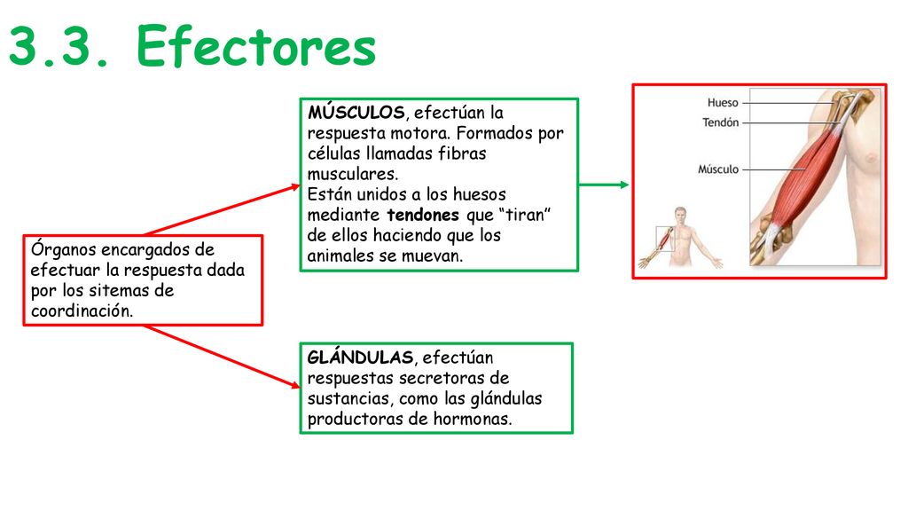 3.3. Efectores MÚSCULOS, efectúan la respuesta motora. Formados por células llamadas fibras musculares.