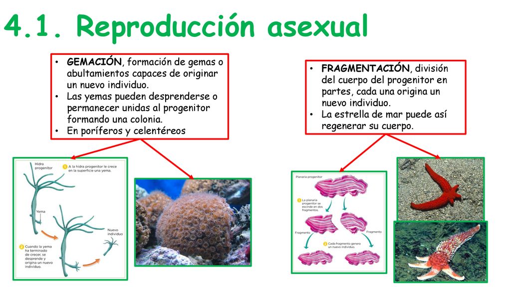 4.1. Reproducción asexual GEMACIÓN, formación de gemas o abultamientos capaces de originar un nuevo individuo.