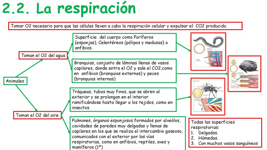 2.2. La respiración Tomar O2 necesario para que las células lleven a cabo la respiración celular y expulsar el CO2 producido.