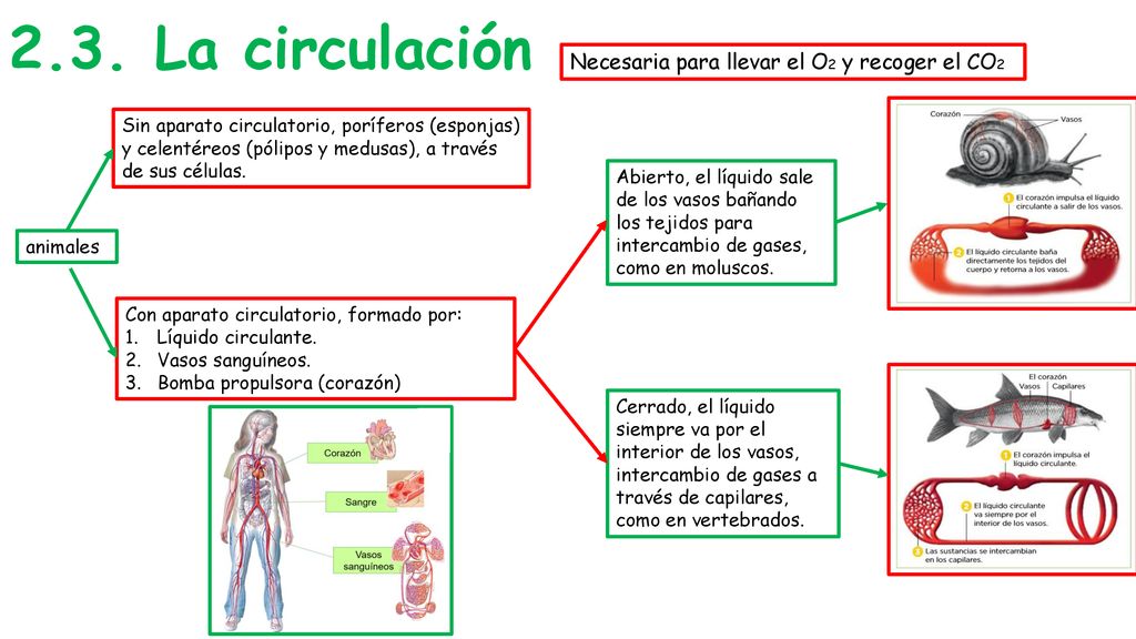 2.3. La circulación Necesaria para llevar el O2 y recoger el CO2