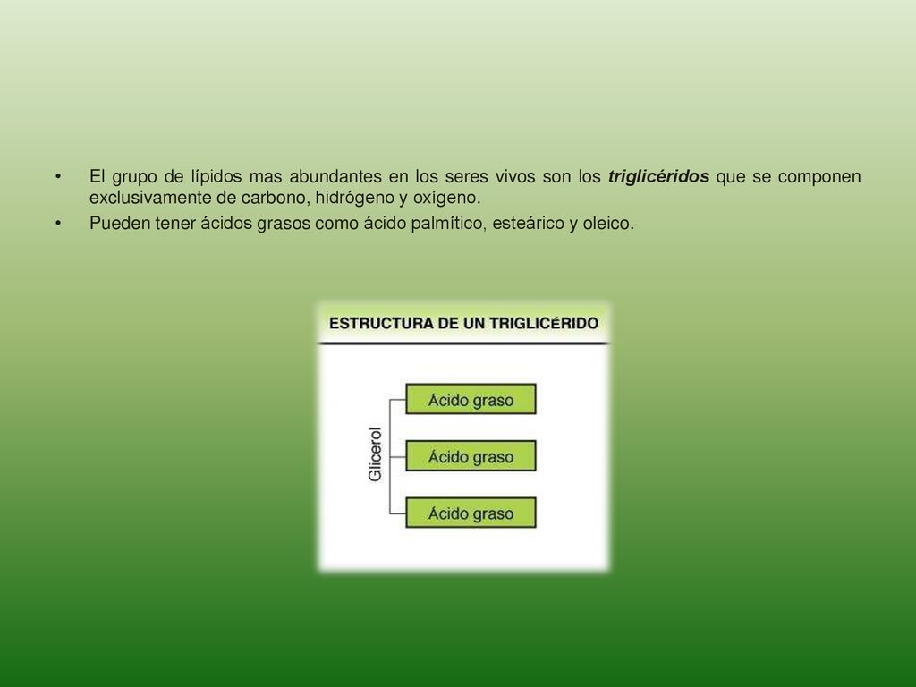 El grupo de lípidos mas abundantes en los seres vivos son los triglicéridos que se componen exclusivamente de carbono, hidrógeno y oxígeno.