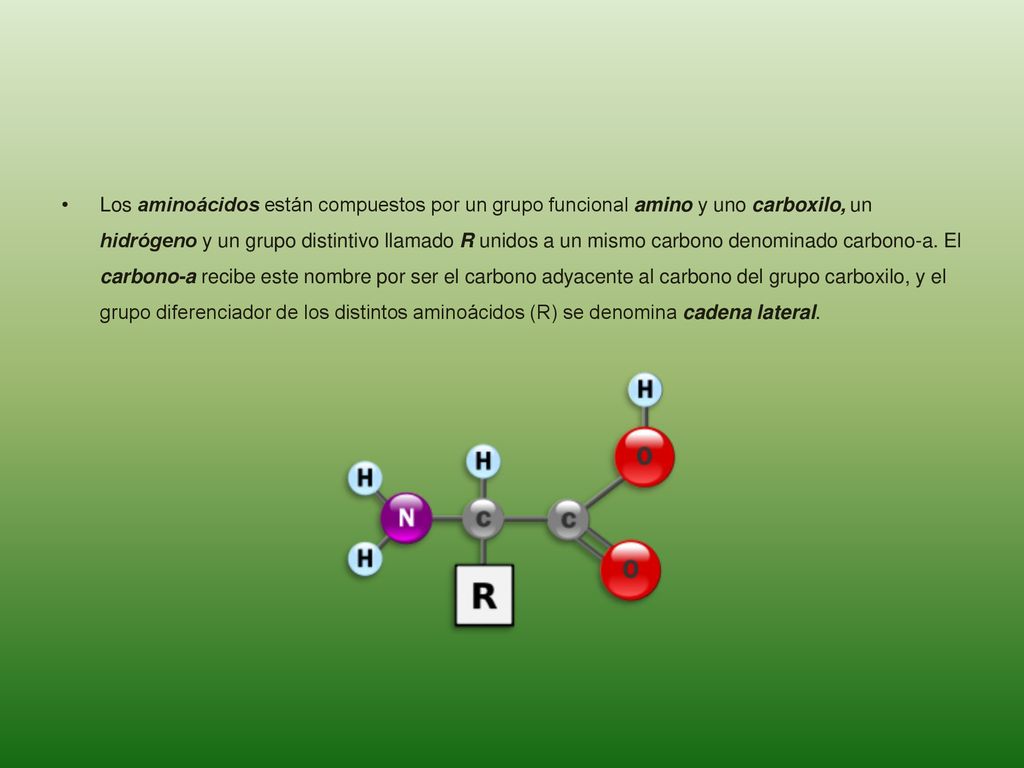 Los aminoácidos están compuestos por un grupo funcional amino y uno carboxilo, un hidrógeno y un grupo distintivo llamado R unidos a un mismo carbono denominado carbono-a.