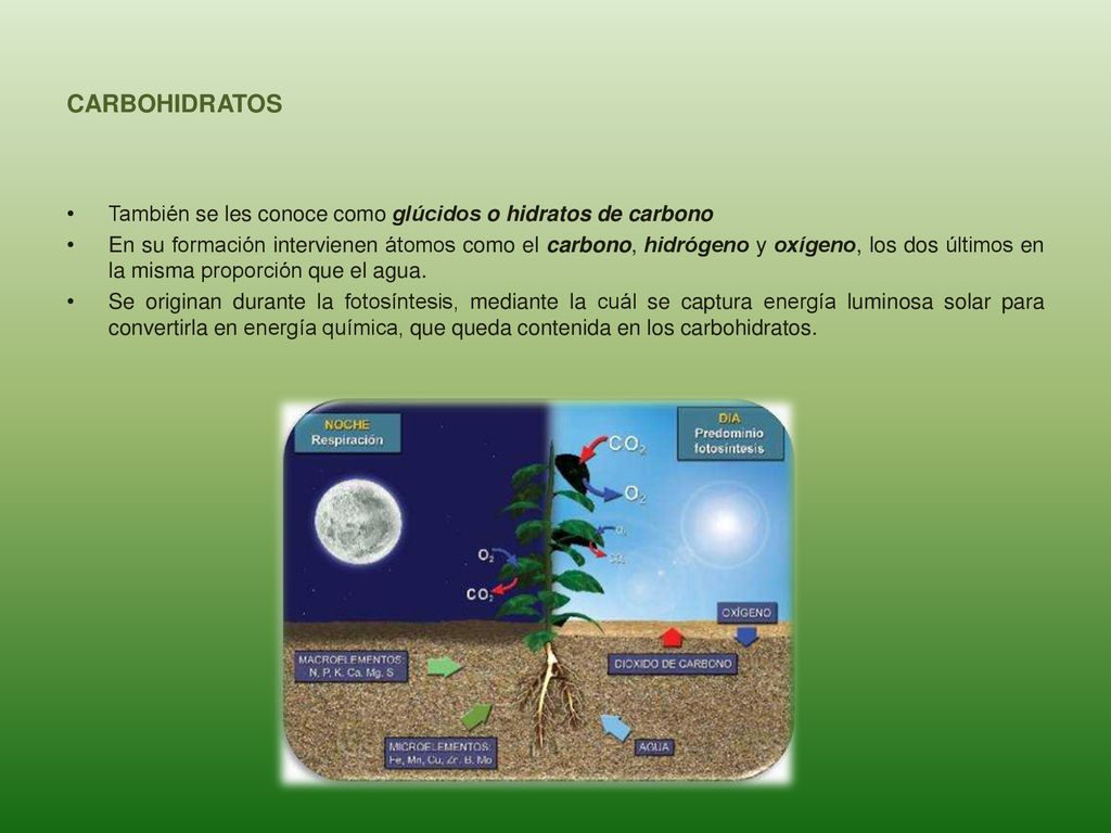 CARBOHIDRATOS También se les conoce como glúcidos o hidratos de carbono.