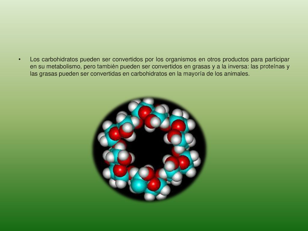 Los carbohidratos pueden ser convertidos por los organismos en otros productos para participar en su metabolismo, pero también pueden ser convertidos en grasas y a la inversa: las proteínas y las grasas pueden ser convertidas en carbohidratos en la mayoría de los animales.