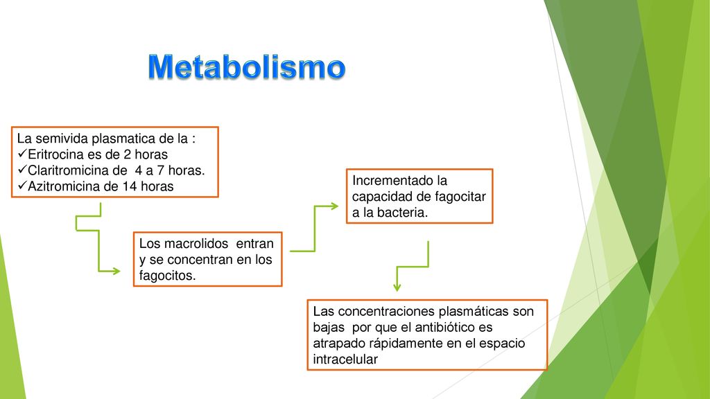 Metabolismo La semivida plasmatica de la : Eritrocina es de 2 horas