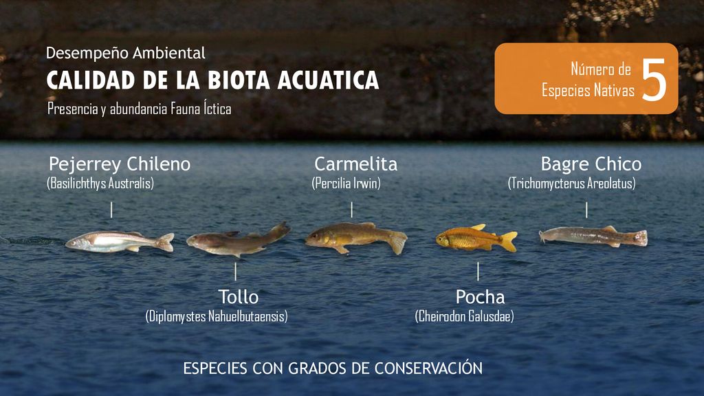 5 CALIDAD DE LA BIOTA ACUATICA Pejerrey Chileno Carmelita Bagre Chico