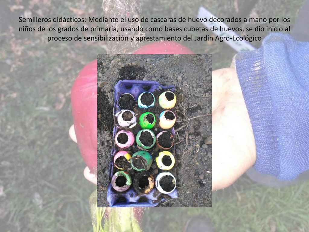 Semilleros didácticos: Mediante el uso de cascaras de huevo decorados a mano por los niños de los grados de primaria, usando como bases cubetas de huevos, se dio inicio al proceso de sensibilización y aprestamiento del Jardín Agro-Ecológico