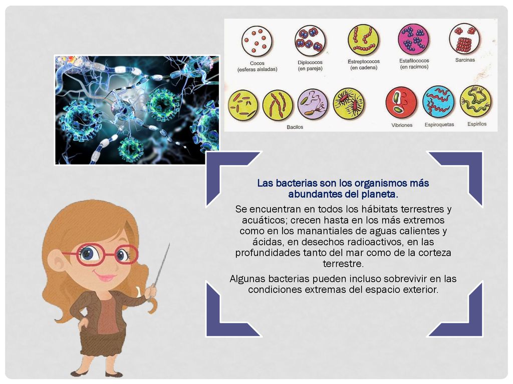 Las bacterias son los organismos más abundantes del planeta.