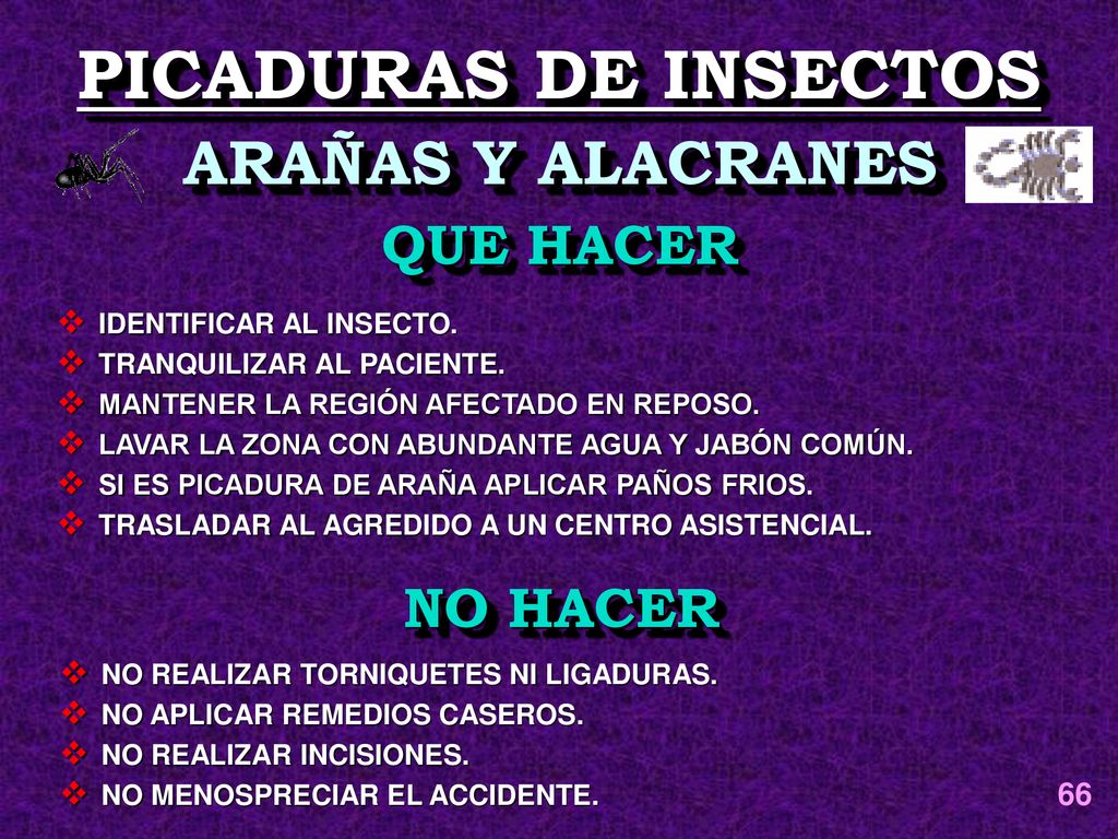 PICADURAS DE INSECTOS ARAÑAS Y ALACRANES QUE HACER NO HACER 66