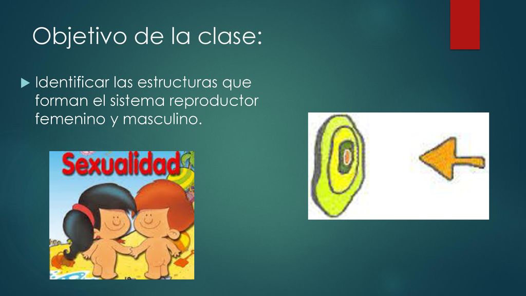 Objetivo de la clase: Identificar las estructuras que forman el sistema reproductor femenino y masculino.