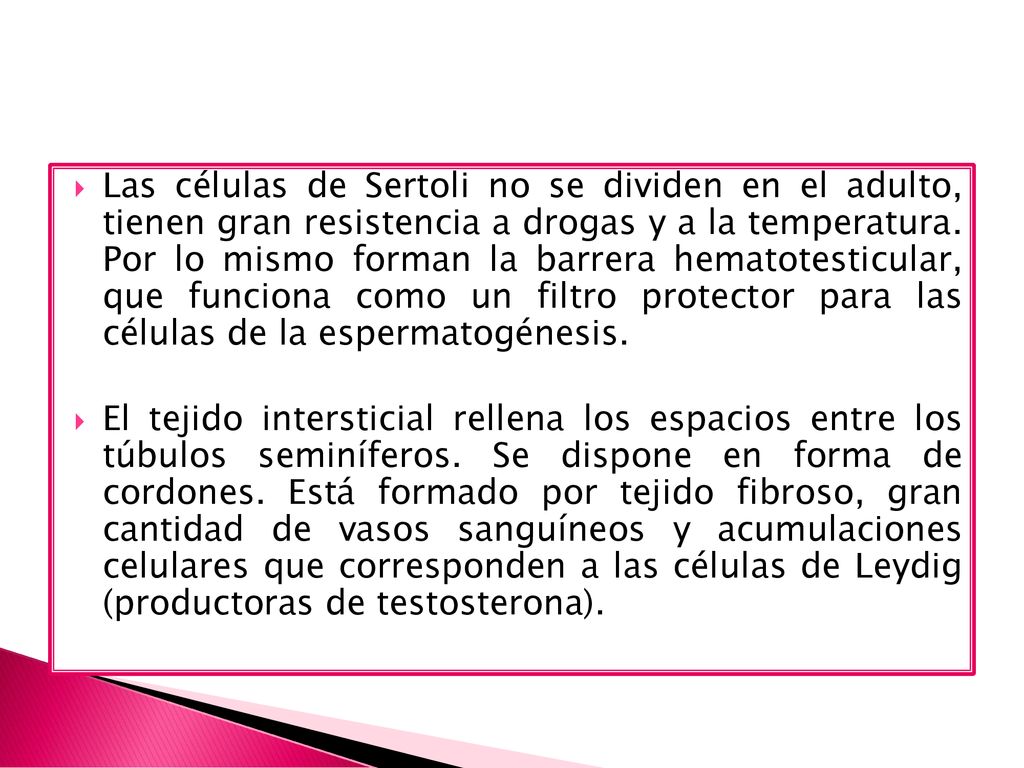 Las células de Sertoli no se dividen en el adulto, tienen gran resistencia a drogas y a la temperatura. Por lo mismo forman la barrera hematotesticular, que funciona como un filtro protector para las células de la espermatogénesis.