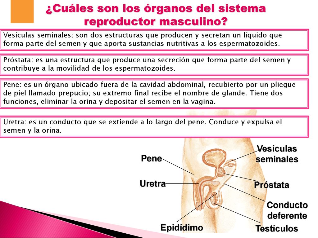 ¿Cuáles son los órganos del sistema reproductor masculino