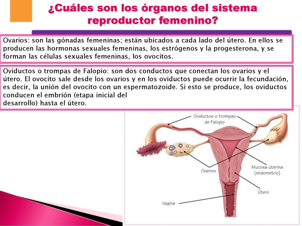 ¿Cuáles son los órganos del sistema reproductor femenino
