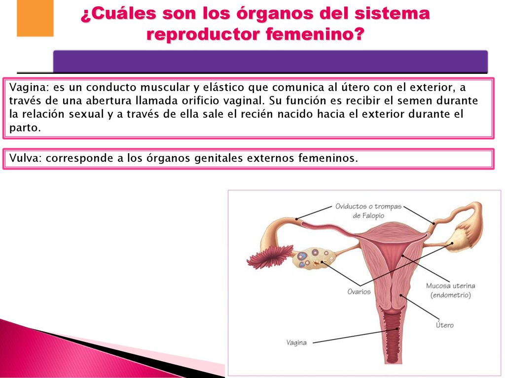 ¿Cuáles son los órganos del sistema reproductor femenino