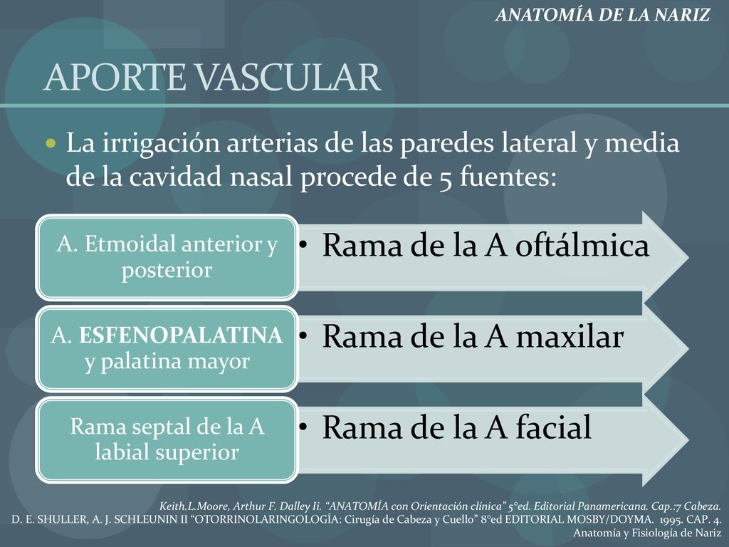 APORTE VASCULAR Rama de la A oftálmica Rama de la A maxilar