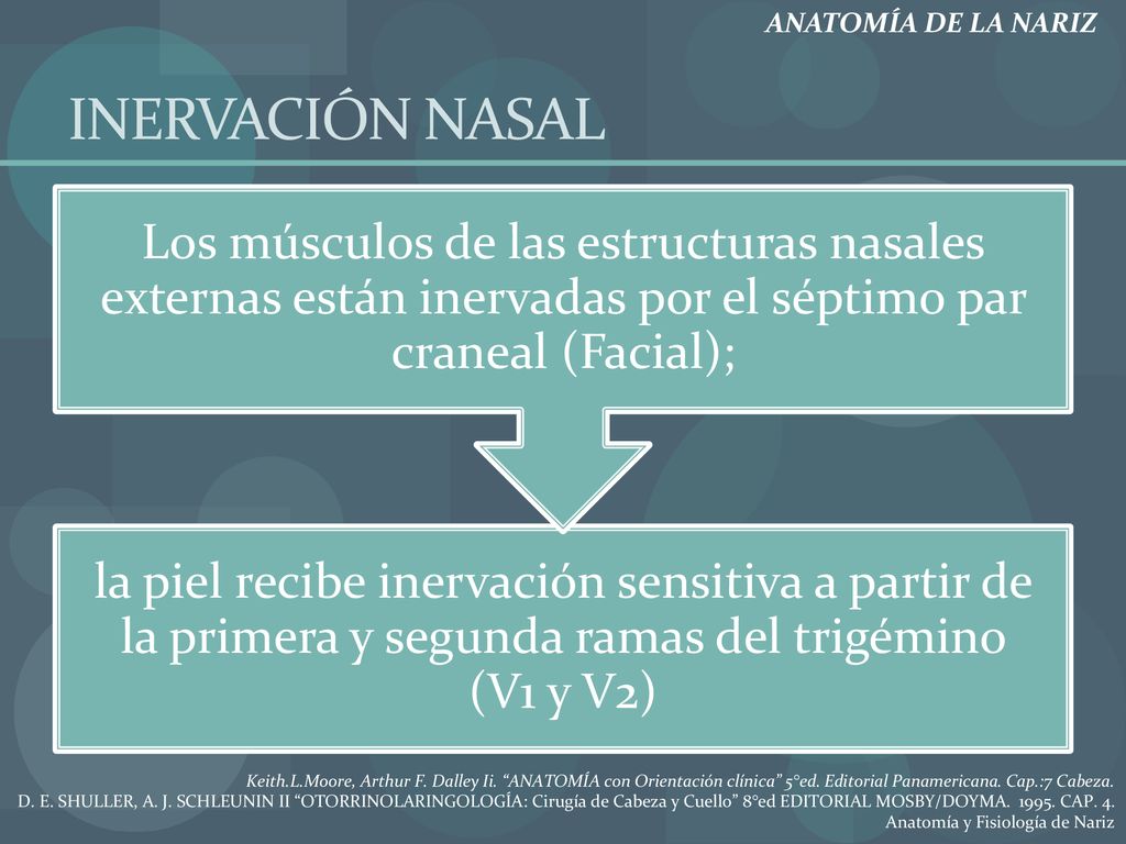 ANATOMÍA DE LA NARIZ INERVACIÓN NASAL. la piel recibe inervación sensitiva a partir de la primera y segunda ramas del trigémino (V1 y V2)