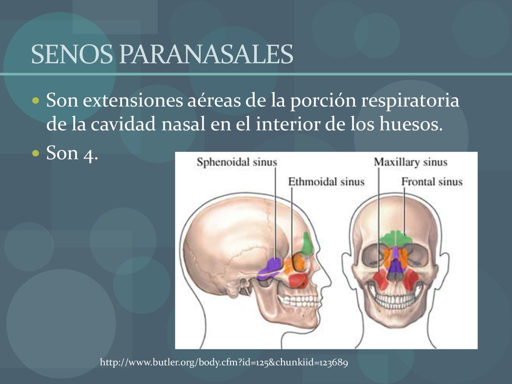 SENOS PARANASALES Son extensiones aéreas de la porción respiratoria de la cavidad nasal en el interior de los huesos.