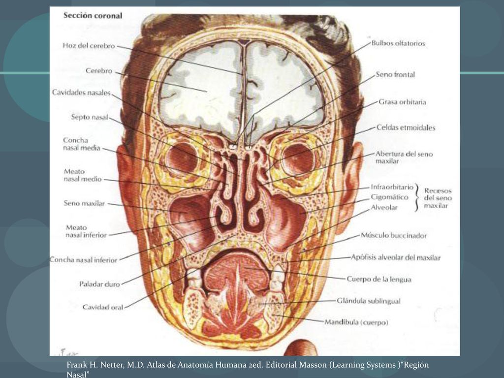 Frank H. Netter, M. D. Atlas de Anatomía Humana 2ed