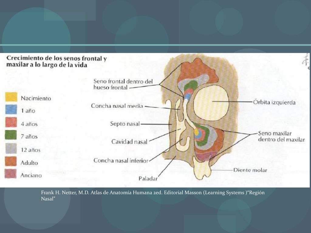 Frank H. Netter, M. D. Atlas de Anatomía Humana 2ed