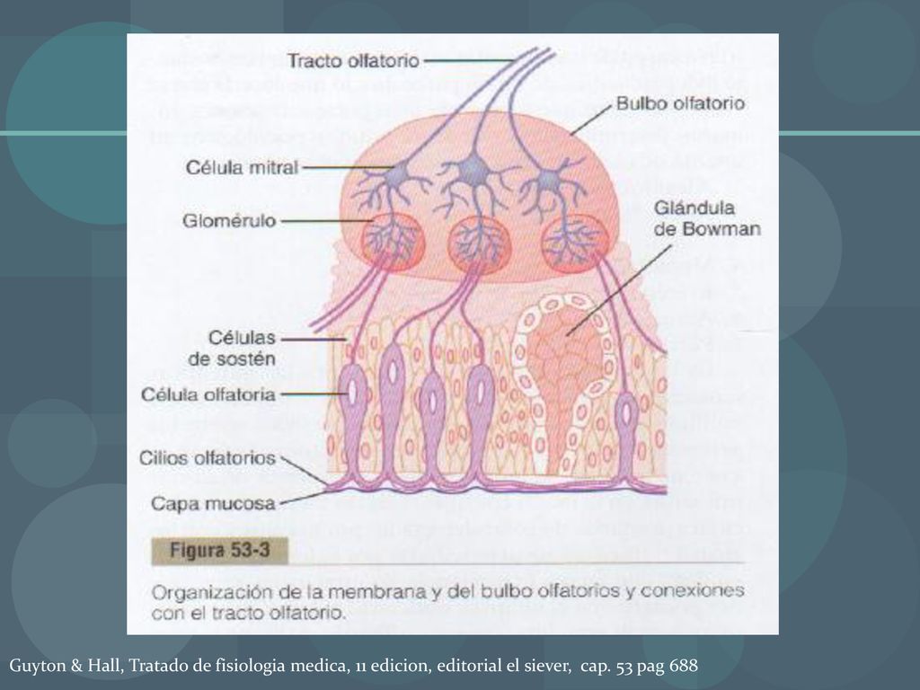 Guyton & Hall, Tratado de fisiologia medica, 11 edicion, editorial el siever, cap. 53 pag 688