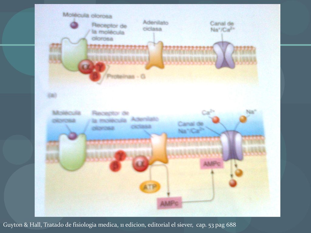 Guyton & Hall, Tratado de fisiologia medica, 11 edicion, editorial el siever, cap. 53 pag 688