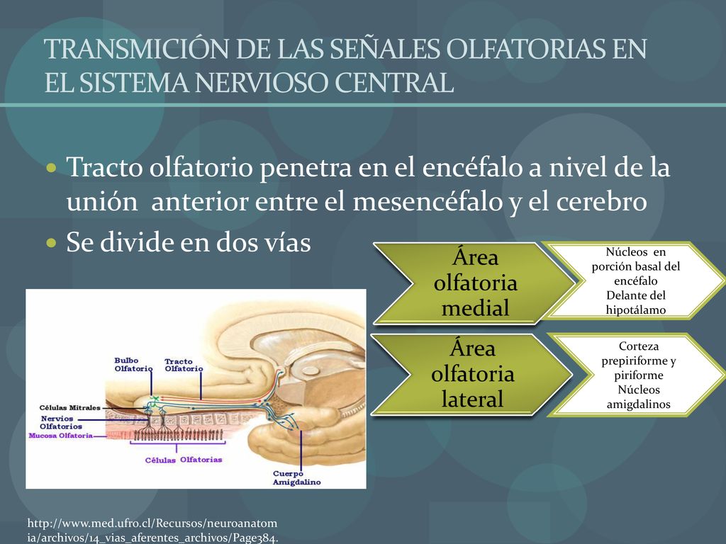 TRANSMICIÓN DE LAS SEÑALES OLFATORIAS EN EL SISTEMA NERVIOSO CENTRAL
