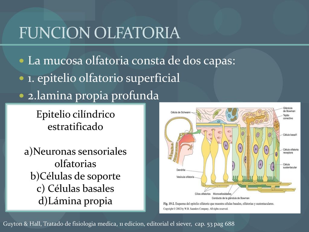 FUNCION OLFATORIA La mucosa olfatoria consta de dos capas:
