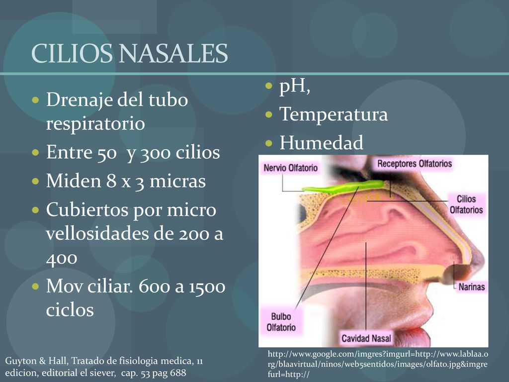 CILIOS NASALES pH, Temperatura Drenaje del tubo respiratorio Humedad