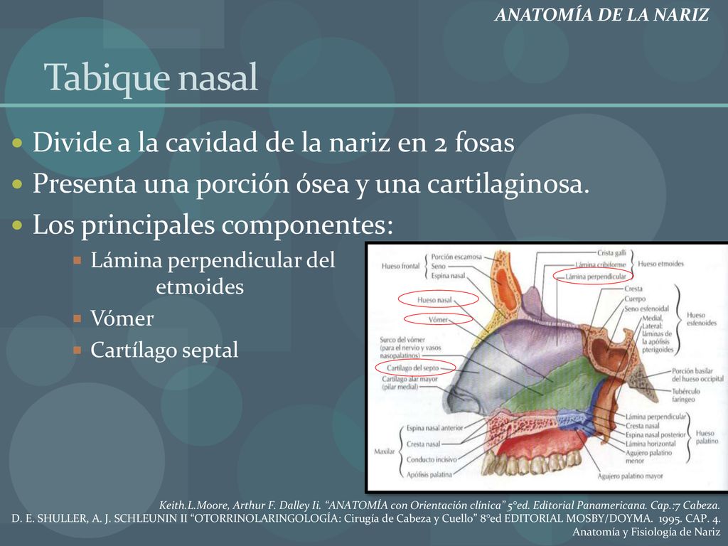 Tabique nasal Divide a la cavidad de la nariz en 2 fosas