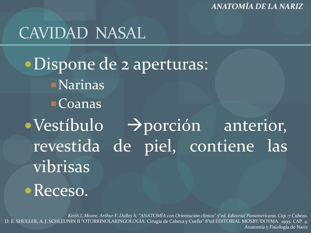 Vestíbulo porción anterior, revestida de piel, contiene las vibrisas
