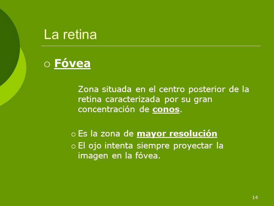 La retina Fóvea. Zona situada en el centro posterior de la retina caracterizada por su gran concentración de conos.