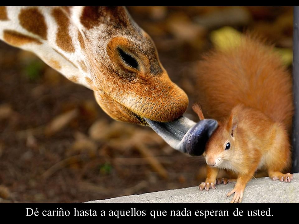 Dé cariño hasta a aquellos que nada esperan de usted.