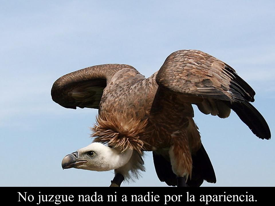No juzgue nada ni a nadie por la apariencia.