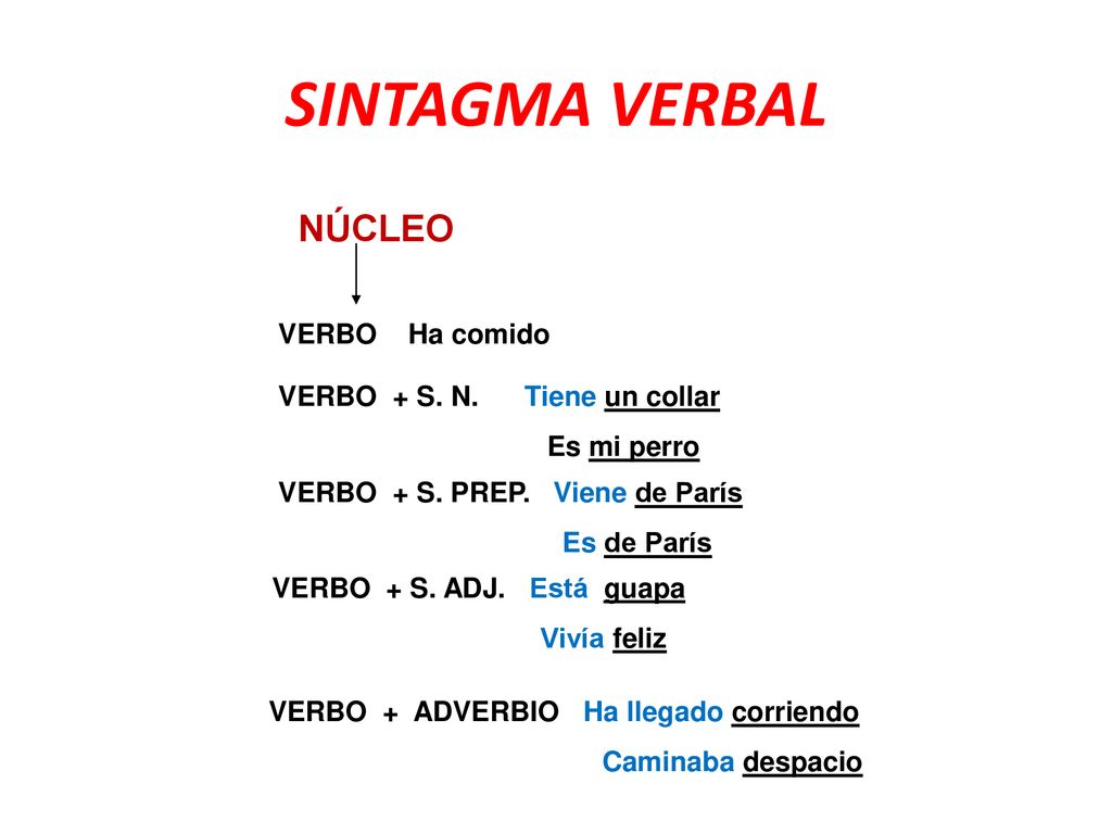 SINTAGMA VERBAL NÚCLEO VERBO Ha comido VERBO + S. N. Tiene un collar