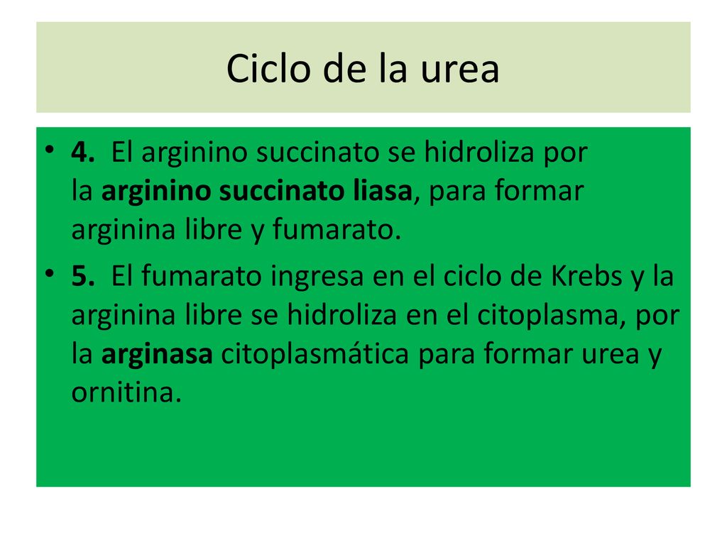 Ciclo de la urea 4. El arginino succinato se hidroliza por la arginino succinato liasa, para formar arginina libre y fumarato.