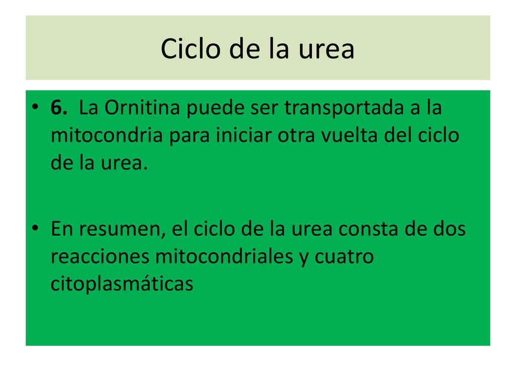 Ciclo de la urea 6. La Ornitina puede ser transportada a la mitocondria para iniciar otra vuelta del ciclo de la urea.