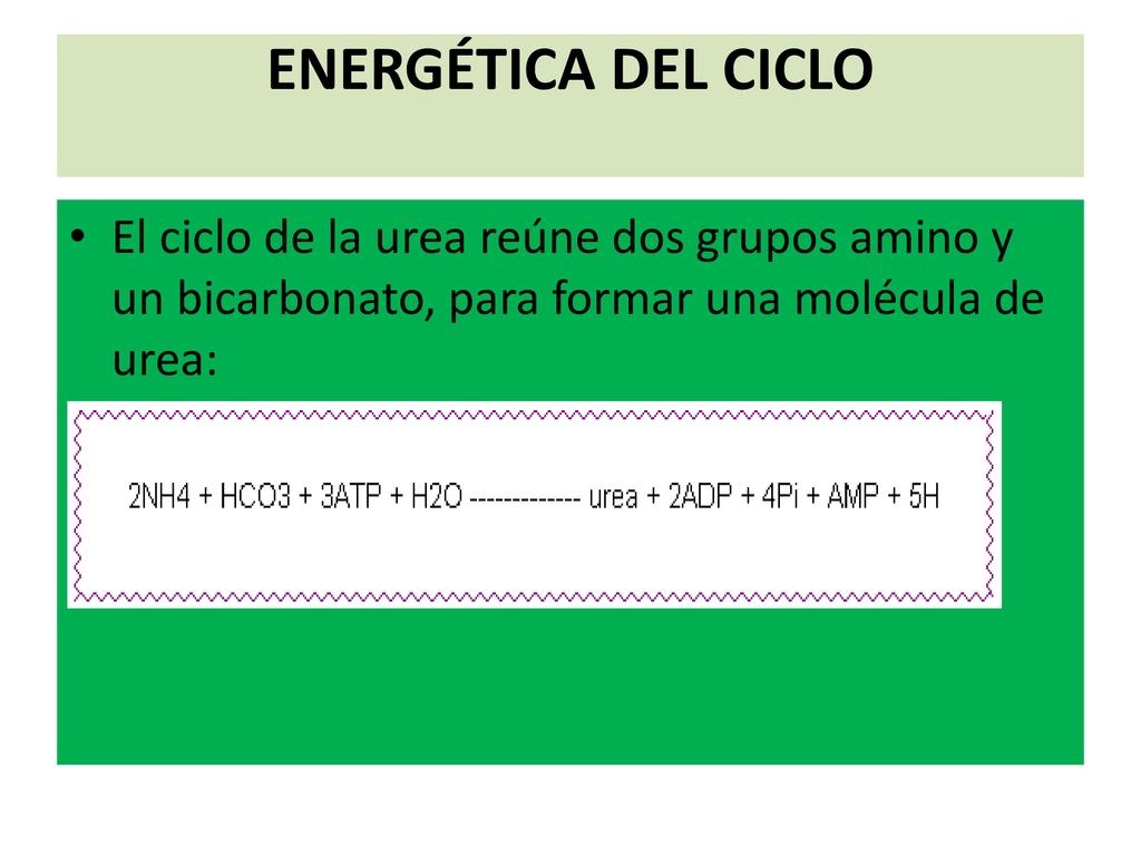 ENERGÉTICA DEL CICLO El ciclo de la urea reúne dos grupos amino y un bicarbonato, para formar una molécula de urea: